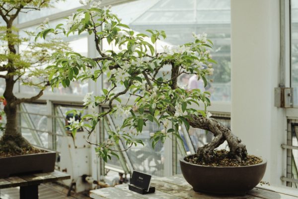 L’art du bonsaï : entretenir un arbre miniature en intérieur
